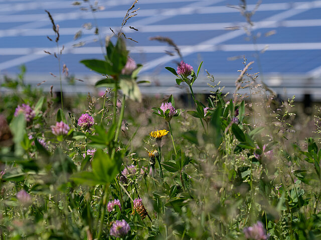 Blooming grasses stand in the foreground, with a photovoltaic system in the background.