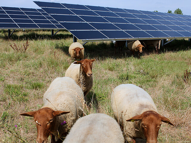 Sheep graze under the panels of a solar park.
