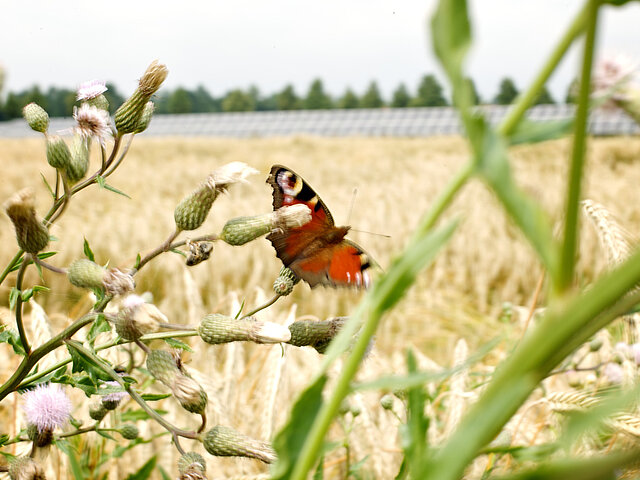 A butterfly lands on a wildflower, with the panels of a PV park visible in the background.