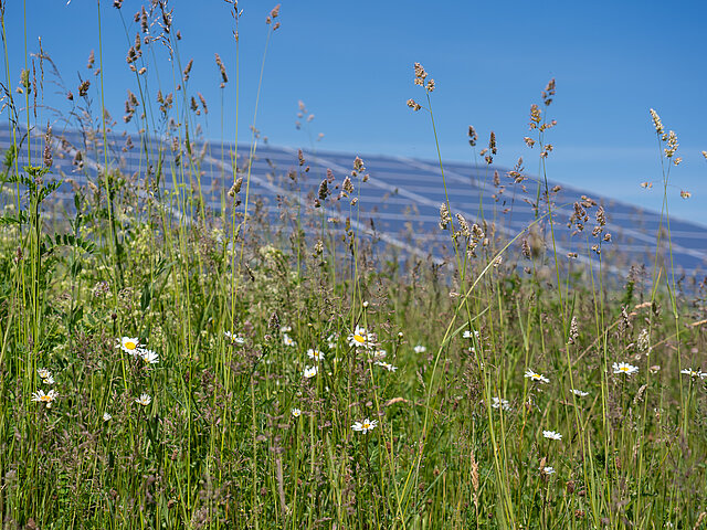 Blooming grasses stand in the foreground, with a photovoltaic system in the background.